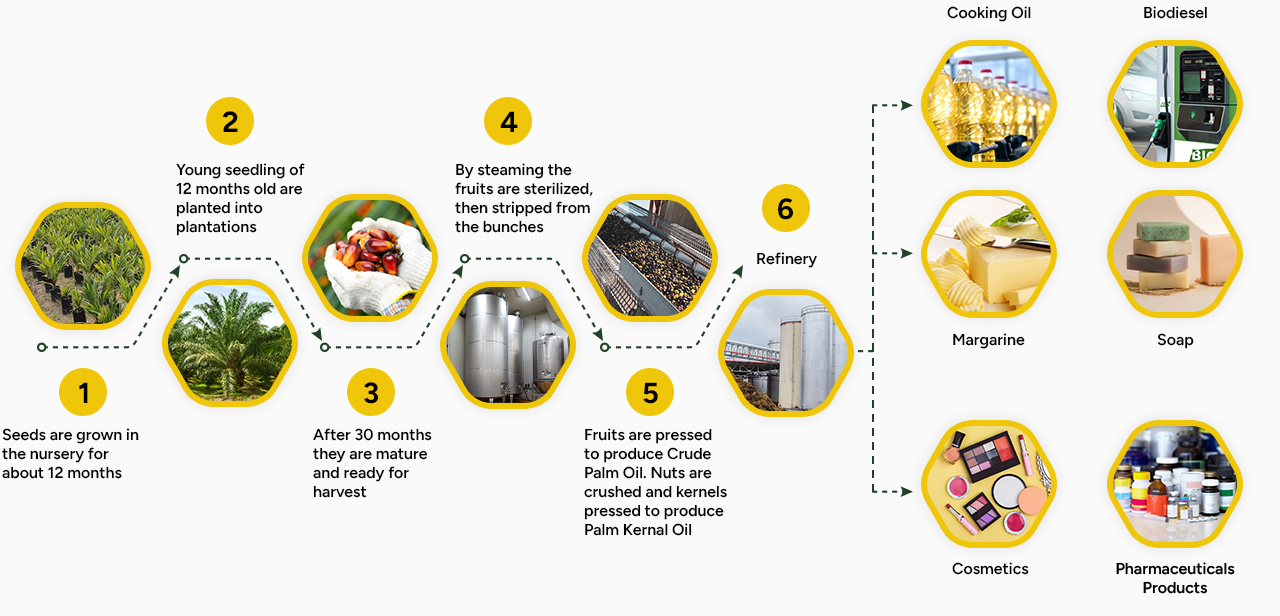 Palm-oil-process